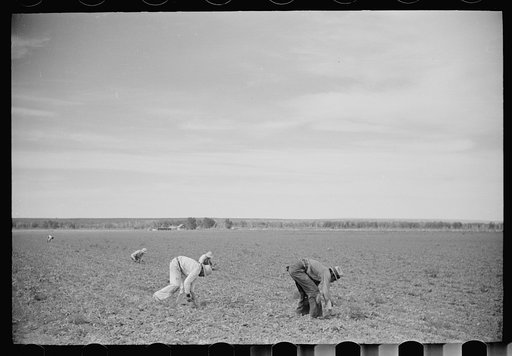 Untitled photo, possibly related to: Sugar beet workers, Treasure County, Montana