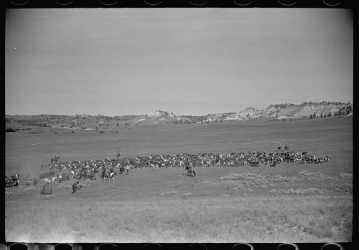 Quarter Circle U roundup, Montana