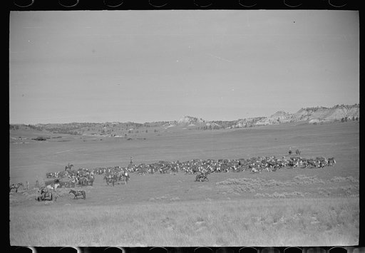 Untitled photo, possibly related to: Quarter Circle U roundup, Montana