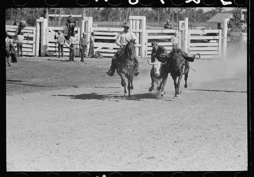 Bulldogging, rodeo, Miles City, Montana