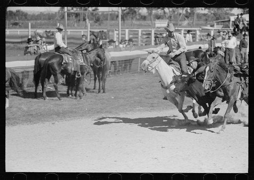 Bulldogging, rodeo, Miles City, Montana