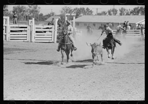 Untitled photo, possibly related to: Bulldogging, rodeo, Miles City, Montana