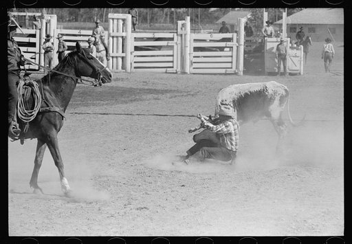 Bulldogging, rodeo, Miles City Montana