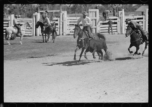 Untitled photo, possibly related to: Bulldogging, rodeo, Miles City Montana