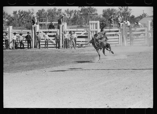 Bronco rider, rodeo, Miles City, Montana