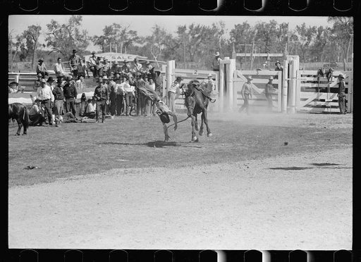 Bronco rider, rodeo, Miles City, Montana