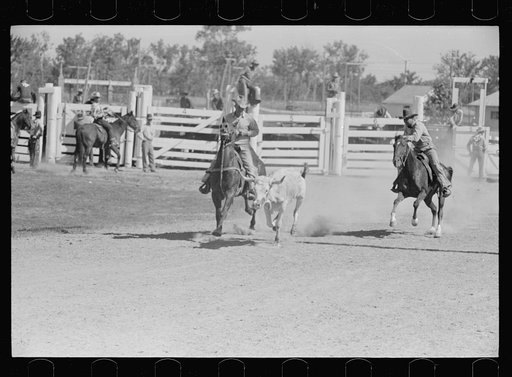 Untitled photo, possibly related to: Bulldogging, rodeo, Miles City, Montana