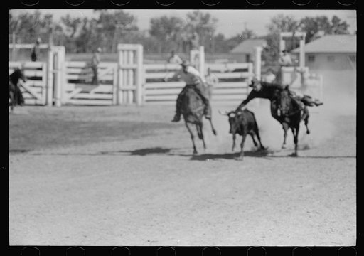 Untitled photo, possibly related to: Bulldogging, rodeo, Miles City, Montana