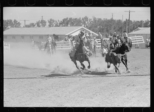 Bulldogging, rodeo, Miles City, Montana