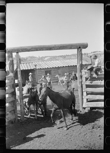 Untitled photo, possibly related to: Roping colt for branding, Quarter Circle U roundup, Montana