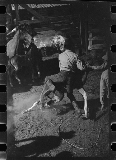 Untitled photo, possibly related to: Throwing a colt for branding, Quarter Circle U roundup, Montana