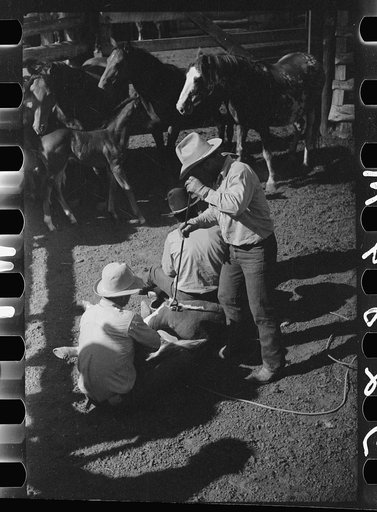 Untitled photo, possibly related to: Branding a colt, Quarter Circle U roundup, Montana