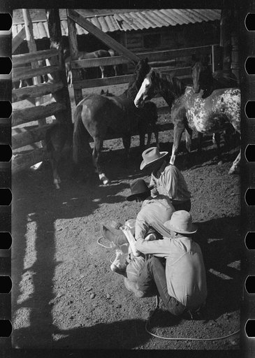 Untitled photo, possibly related to: Branding a colt, Quarter Circle U roundup, Montana