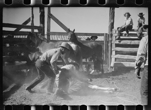 Untitled photo, possibly related to: Branding a colt, Quarter Circle U roundup, Montana