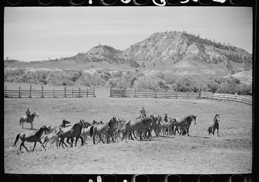 Untitled photo, possibly related to: Driving colts into roundup corral, Quarter Circle U Ranch, Montana