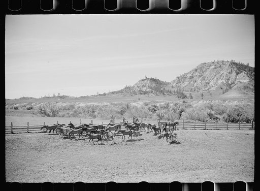 Untitled photo, possibly related to: Driving colts into roundup corral, Quarter Circle U Ranch, Montana