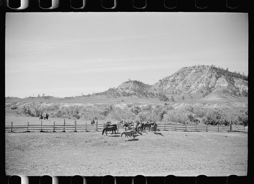 Untitled photo, possibly related to: Driving colts into roundup corral, Quarter Circle U Ranch, Montana