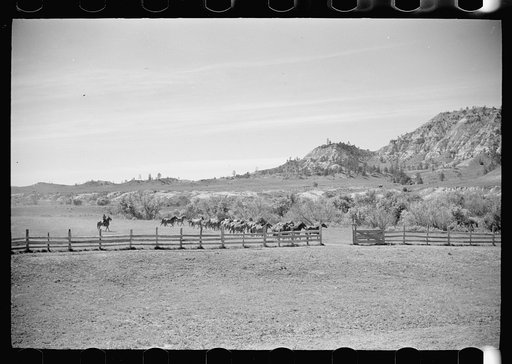 Untitled photo, possibly related to: Driving colts into roundup corral, Quarter Circle U Ranch, Montana