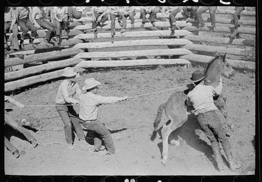 Roping a colt for branding, Quarter Circle U roundup, Montana