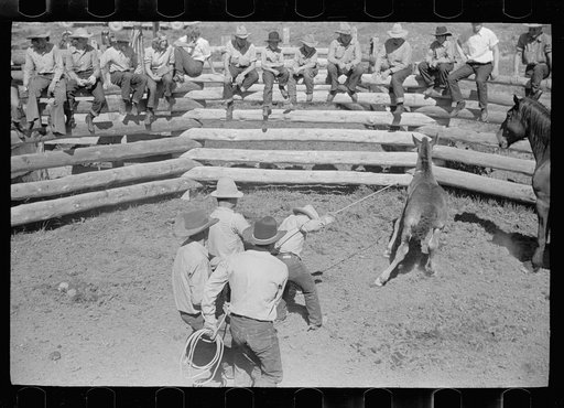 Untitled photo, possibly related to: Roping a colt for branding, Quarter Circle U roundup, Montana