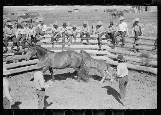 Untitled photo, possibly related to: Roping a colt for branding, Quarter Circle U roundup, Montana