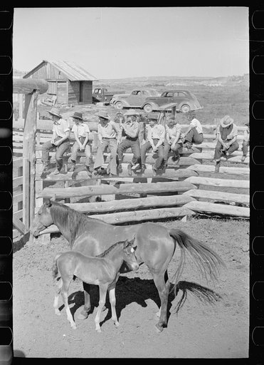 Untitled photo, possibly related to: Roping a colt for branding, Quarter Circle U roundup, Montana