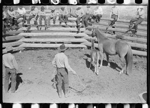 Untitled photo, possibly related to: Roping a colt for branding, Quarter Circle U roundup, Montana