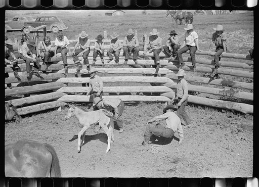 Untitled photo, possibly related to: Roping a colt for branding, Quarter Circle U roundup, Montana