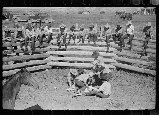 Branding a colt, Quarter Circle U roundup, Montana