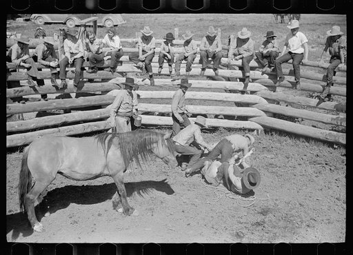 Throwing a colt for branding, Quarter Circle U roundup, Montana