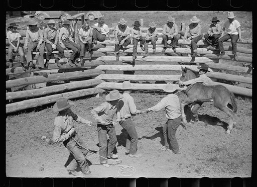 Roping a colt for branding, Quarter Circle U roundup, Montana