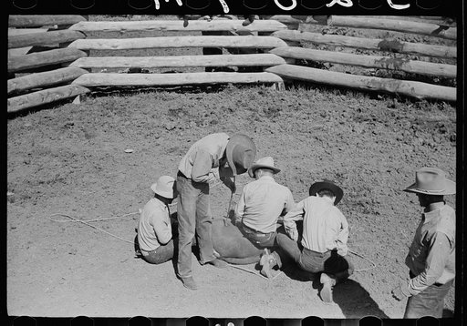 Untitled photo, possibly related to: Branding a colt, Quarter Circle U roundup, Montana