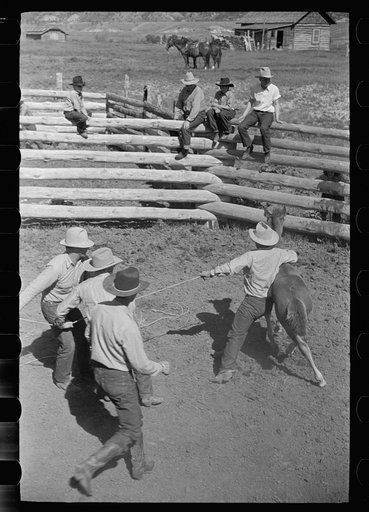 Untitled photo, possibly related to: Roping a colt for branding, Quarter Circle U roundup, Montana