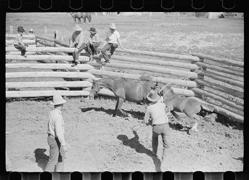 Untitled photo, possibly related to: Roping a colt for branding, Quarter Circle U roundup, Montana