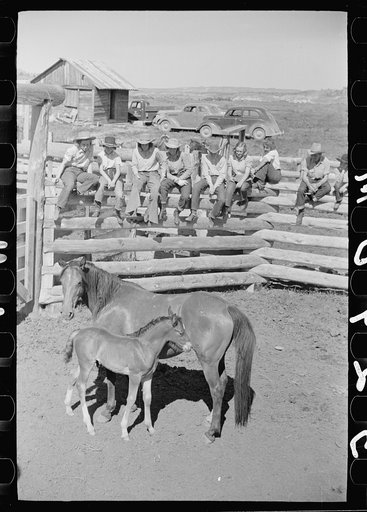 Mare and colt, Quarter Circle U roundup, Montana