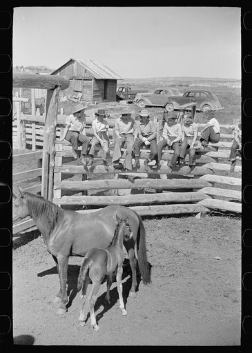 Untitled photo, possibly related to: Mare and colt, Quarter Circle U roundup, Montana