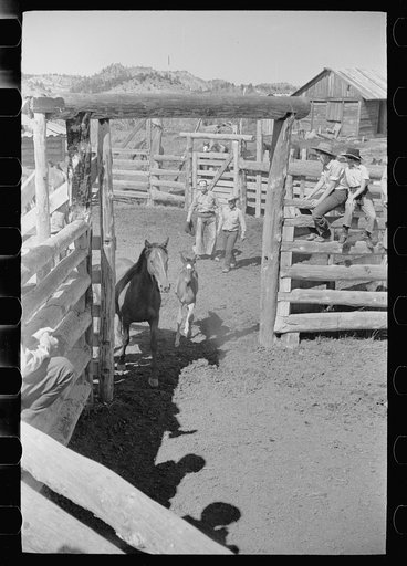 Driving mare and colt into branding corral, Quarter Circle U roundup, Montana