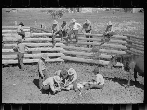 Untitled photo, possibly related to: Branding a colt, Quarter Circle U roundup, Montana