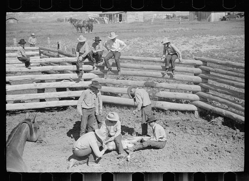 Branding a colt, Quarter Circle U roundup, Montana