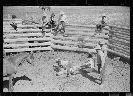 Untitled photo, possibly related to: Branding a colt, Quarter Circle U roundup, Montana