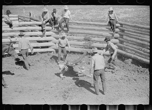 Untitled photo, possibly related to: Branding a colt, Quarter Circle U roundup, Montana