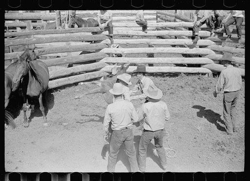 Untitled photo, possibly related to: Roping a colt for branding, Quarter Circle U roundup, Montana