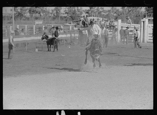 Untitled photo, possibly related to: Bulldogging, rodeo, Miles City, Montana