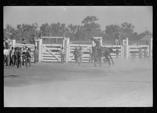 Untitled photo, possibly related to: Bulldogging, rodeo, Miles City, Montana