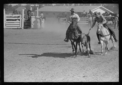 Bulldogging, rodeo, Miles City, Montana