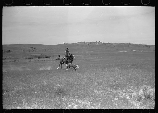 Catching a strayed colt, Quarter Circle U roundup, Montana