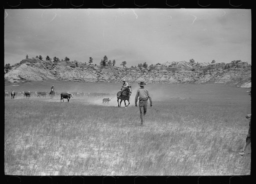 Untitled photo, possibly related to: Catching a strayed colt, Quarter Circle U roundup, Montana