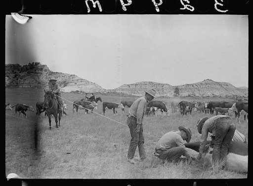 Untitled photo, possibly related to: Milking a wild cow, Quarter Circle U roundup, Montana