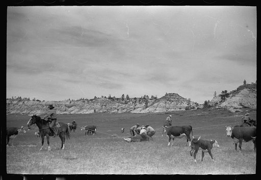 Milking a wild cow, Quarter Circle U roundup, Montana