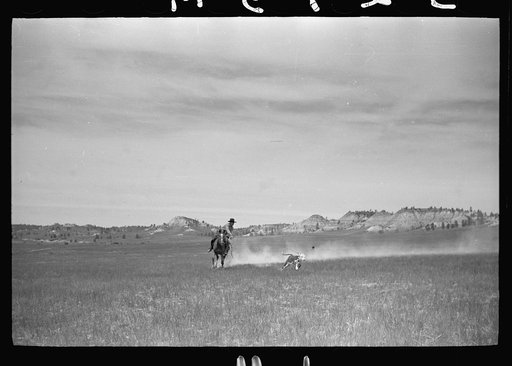 Untitled photo, possibly related to: Catching a strayed colt, Quarter Circle U roundup, Montana